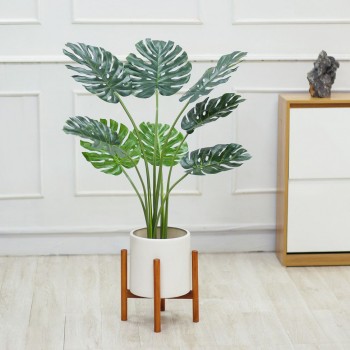 Cây trầu bà lá xẻ